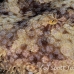 shark_wobbegong_tasselled_sw_mb_h_0506_png1660.jpg